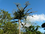 Ausflug Nationalpark  Tropenbaum mit Bromelien (DOM).